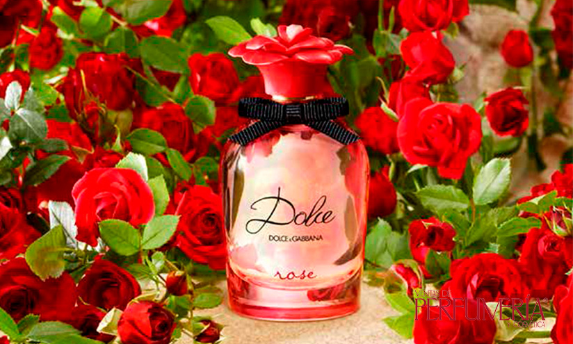 Dolce Rose Dolce&Gabbana